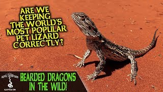 BEARDED DRAGONS IN THE WILD are we keeping them correctly [upl. by Thorley604]