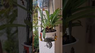 Transplante orchidaceae plantas orchids orquidoida orquidario cultivandoorquideas [upl. by Eemiaj]