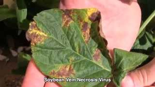 Soybean Vein Necrosis Virus North Central Soybean Research Program [upl. by Adnawad]