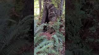 Parksville BC  A Morning Walk in French Creek [upl. by Llereg607]