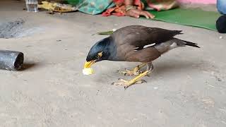 myna birds eating food [upl. by Letta135]