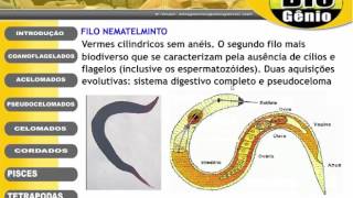 platelmintos e nematelmintos [upl. by Karena]