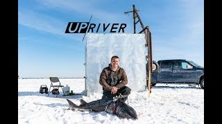 Sturgeon Spearing  Up River  Ben Bergers 155 pound Fish [upl. by Tatia]