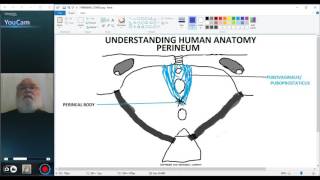 UNDERSTANDING HUMAN ANATOMYPERINEUM PART 2 [upl. by Samul320]