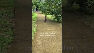 Belgian Malinois Training dogtraining hernandogworldtv [upl. by Jaal]