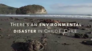 Environmental crisis in Chiloé Chile [upl. by Tatianas297]