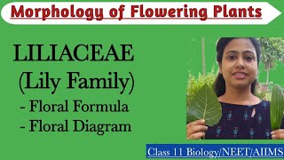 Liliaceae Lily Family  Floral formula and floral diagram Economic importance of Liliaceae family [upl. by Earissed189]