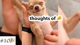 Funny Videos with ❤️Chihuahua🐶  Cute Dogs Compilation  10 minutes of laugh [upl. by Okim]