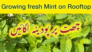 Mint on Rooftop  Grow fresh Mint پودینہ at home  Tips for care and growth of Mint Plant [upl. by Onihc107]