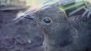 Adelaide Zoo lyrebird quotChookquot and his many voices [upl. by Harper]