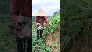 Growing Organic Watermelons On The Mountain satisfying farming agriculture [upl. by Itoyj]