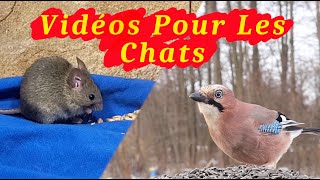 Vidéos Pour Les Chats  Souris et oiseaux spécialement pour que les chats puissent jouer ensemble [upl. by Ailedamla]