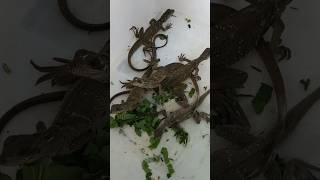 Baby soa layar celebensis soalayar reptiles hewan [upl. by Enivid]