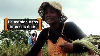 Cameroun  Le manioc dans tous ses états [upl. by Catherin]