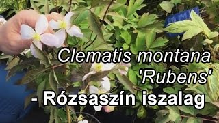 Clematis montana Rubens  Rózsaszín iszalag [upl. by Roswell]