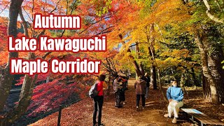 Autumn in Lake Kawaguchi Japan  Autumn Japan 4k Beautiful Autumn Scenic Landscape  MtFuji view [upl. by Schlenger]