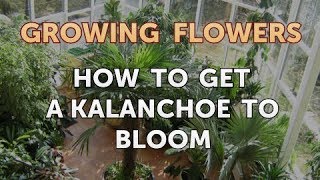 How to Get a Kalanchoe to Bloom [upl. by Lekim]