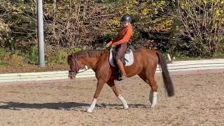 FEI Pony for Sale  NAPOLEON [upl. by Kcirederf]