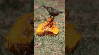 Sanhaço de Coqueiro Palm Tanager Thraupis palmarum birds freebirds nature [upl. by Nyad859]