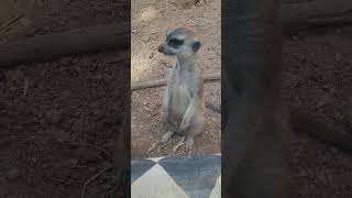 Cute Meerkat [upl. by Aglo]