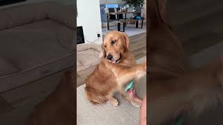 Evenings with Two Goldens 🐶🐶 dogshorts dogvlog eveningvlog nightroutine satifyingvlog [upl. by Mairym]