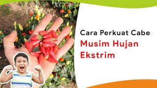 Biar Kuat Hadapi Kenyataan Perkuat Cabe Musim Hujan Ekstrim [upl. by Astra]