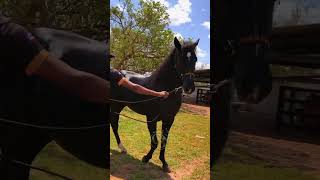 TORNADO FIT BAR DO HARAS CB [upl. by Behah263]