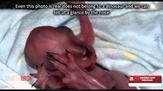 FIRST CLONED DINOSAUR IN ENGLAND APRIL 1 2014 EXPLAINED [upl. by Tersina]