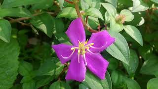 rudraglorybushplant heterotisrotundifoliaspanishshawl pinklady rockrose melastomataceae [upl. by Aslin]