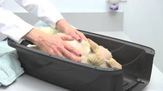 2 Why Cats Need Routine Veterinary Checkups  Cat Caregivers [upl. by Eleda879]