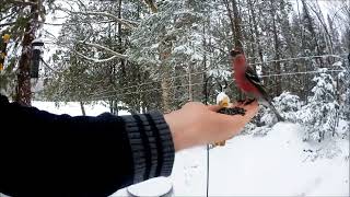 Pine Grosbeak [upl. by Jamey706]