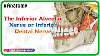 Inferior alveolar nerve or inferior dental nerve animation  Anatomy of Head and neck [upl. by Cob]