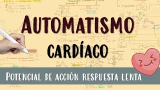 AUTOMATISMO CARDIACO ❤️ POTENCIAL DE ACCIÓN RESPUESTA LENTA [upl. by Laehcar363]