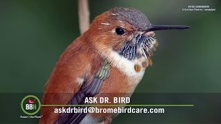 BBN 137 Cinnamon is a Great Deterrent and Dr Bird Talks Hummingbirds [upl. by Assilam516]