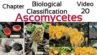 AscomycetesThe sac Fungi Ascospores Ascocarp penicilliumYeastmorchella trufflesclaviceps [upl. by Boot]