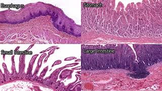 Digestive System Histology  Review and Practice [upl. by Stoneman]