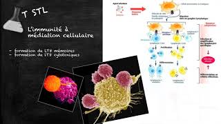 Capsule n°341  Limmunité adaptative à médiation cellulaire version 2018 [upl. by Riatsila]