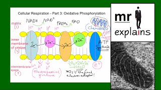 mr i explains Cellular Respiration  Part 3 Oxidative Phosphorylation [upl. by Thordia197]