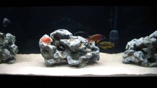 125g Cichlid Tank [upl. by Bouldon238]