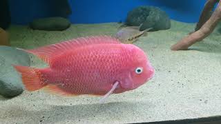 Vieja Synspilum x Super Red Texas Stunning FISH [upl. by Hooker]