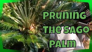 How To Prune A Sago Palm Tree [upl. by Sigfrid]