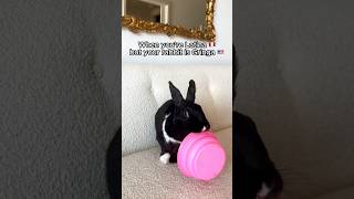 Bilingual rabbit refuses to speak Spanish funny [upl. by Tecla]