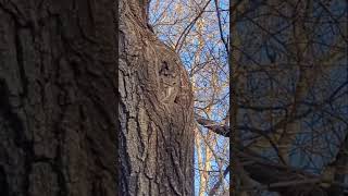 Eastern Screech Owl [upl. by Smoht672]