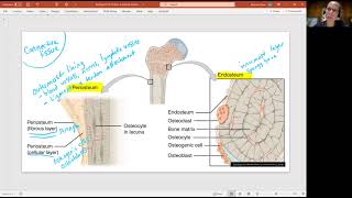 Biology 2010 Chapter 6 Bone Tissue and Skeletal System Gross Anatomy of Long Bones Video 4 [upl. by Campball]