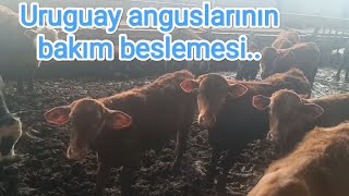 Angus dana bakım besleme Yapılan ilaç ve verilen yem [upl. by Rigdon]