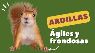 Las Ardillas Pequeñas Ágiles y Sorprendentes 🐿️ [upl. by Zurciram]