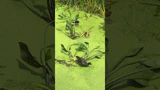 Moorhen Family Foraging Among Duckweed and Pickerelweed [upl. by Libove]