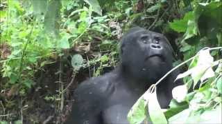 Gorilla Tracking in Bwindi Impenetrable Forest  Uganda July 2015 [upl. by Ylrebmi]