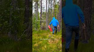 lingonberry berryfarm blueberry bilberry cranberry berries fruit harvesting [upl. by Dewitt]