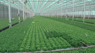 Minnesota Lettuce Grower Has Safer Way Through Hydroponics [upl. by Ziguard361]